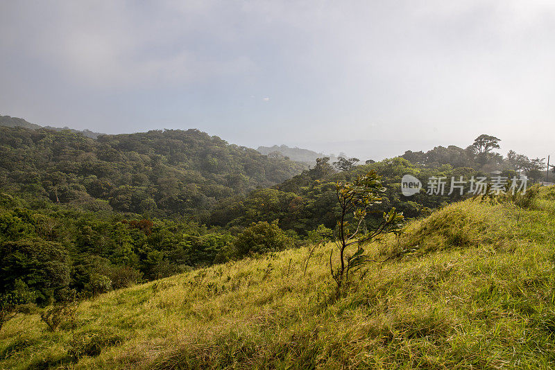 风景优美的树木生长在山上