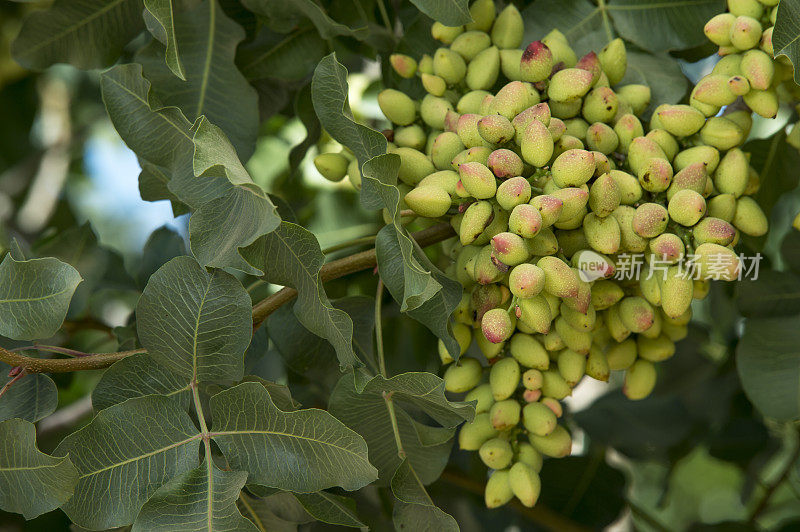 树上成熟的开心果特写