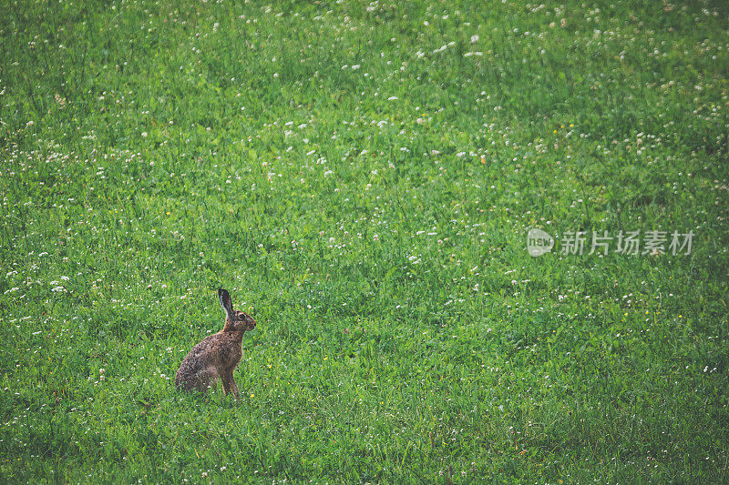 夏日兔草地