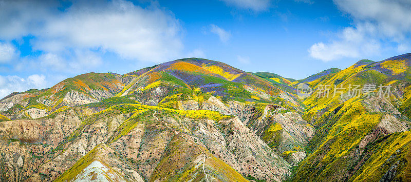 卡瑞佐平原，麦基特里克山顶下的鲜花覆盖的丘陵全景