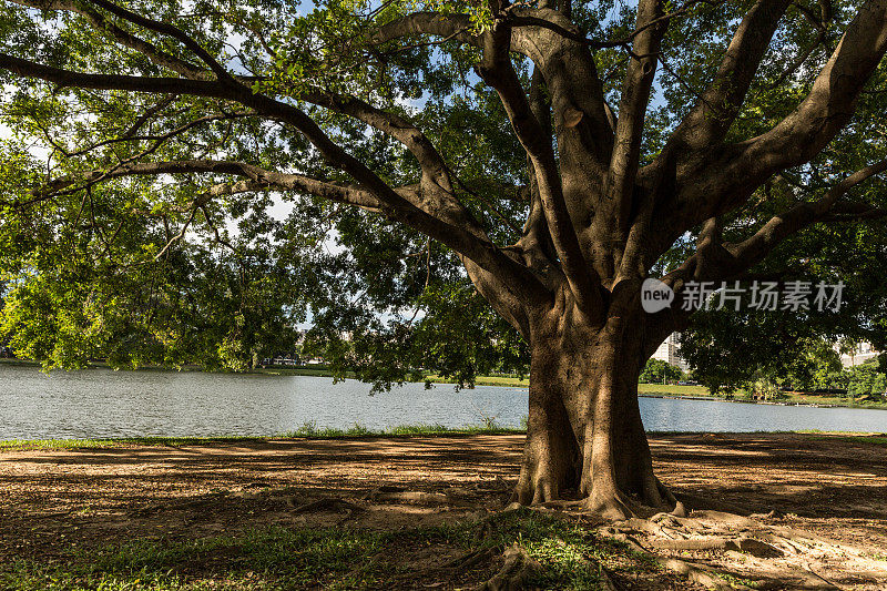 巴西圣保罗的Ibirapuera公园