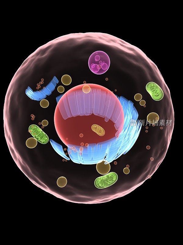 细胞结构及其细胞器的描述
