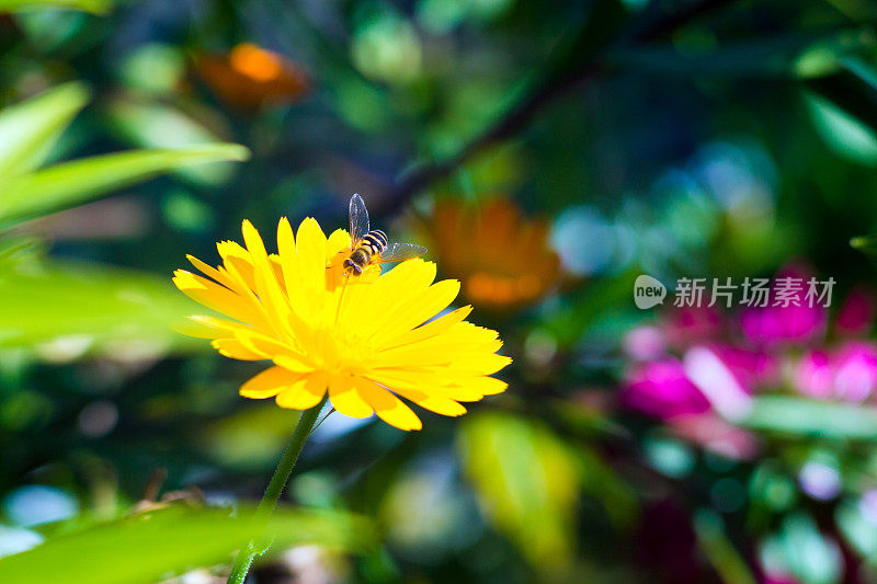 一只毛茸茸的大黄蜂飞到黄花上喝香甜的花蜜