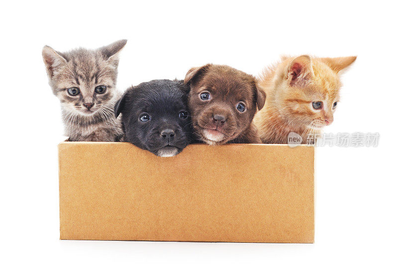 盒子里有小猫和小狗。