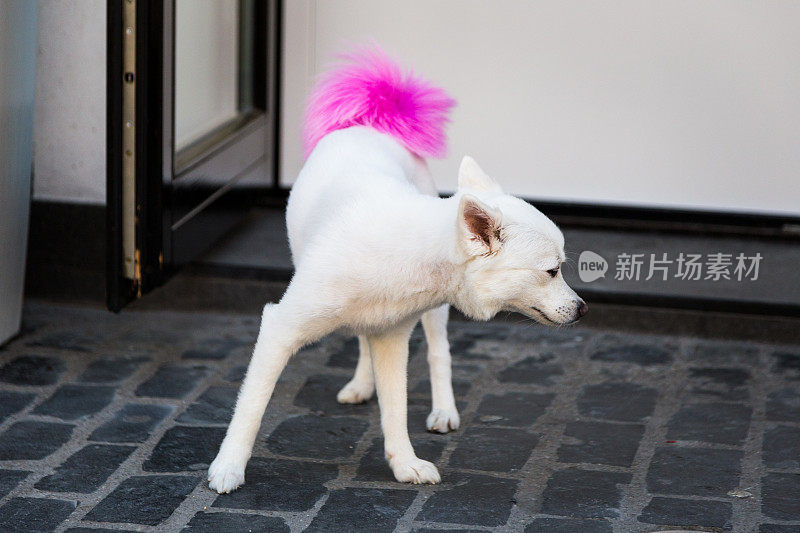 在户外的街道上有一只白色的毛茸茸的粉红色尾巴的狗的特写