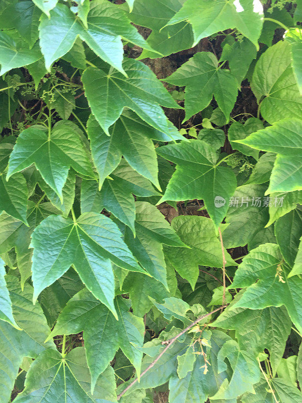 靠近植物作为房子周围的天然围栏的一部分