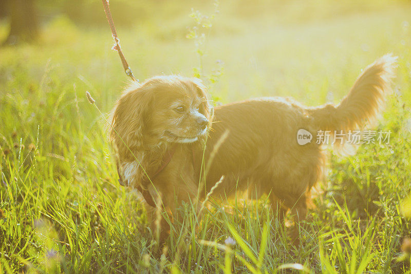 骑士国王查尔斯犬的肖像