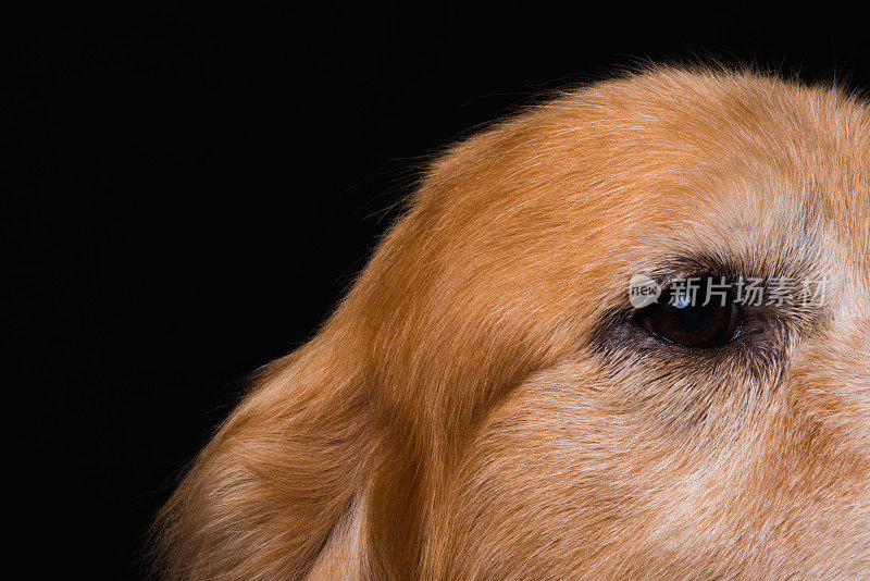 狗的金毛寻回犬