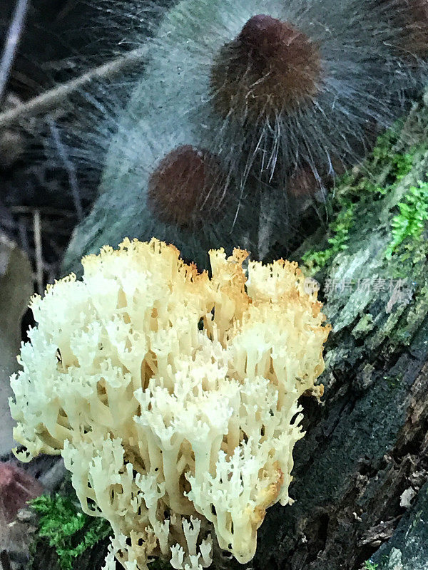 冠珊瑚和绒毛寄生虫感染蘑菇生长在一个腐烂的树干上
