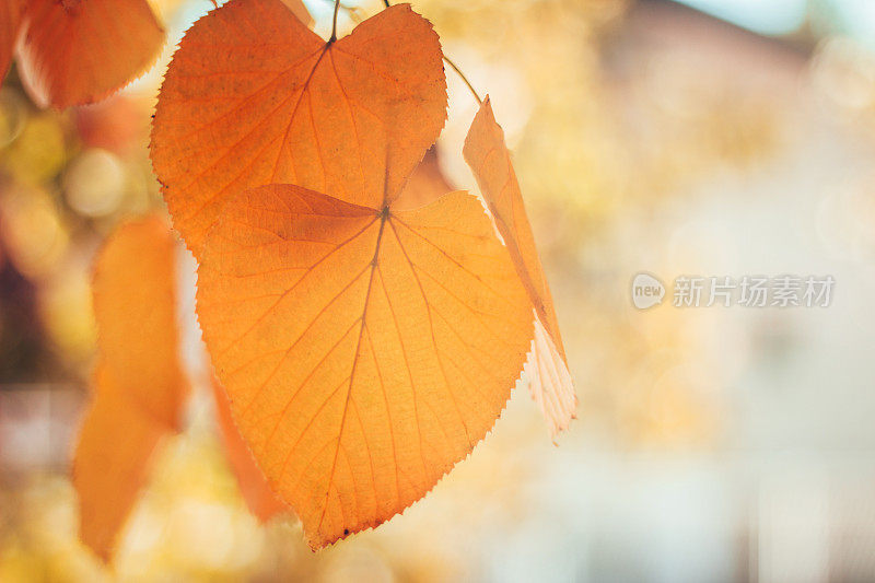 秋天的叶子在发光模糊的背景