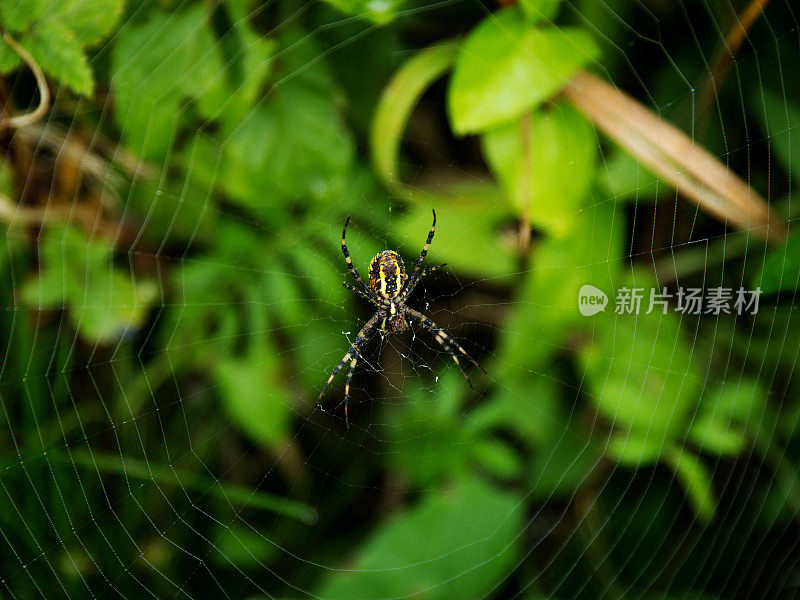 网中的雌性黄蜂蛛