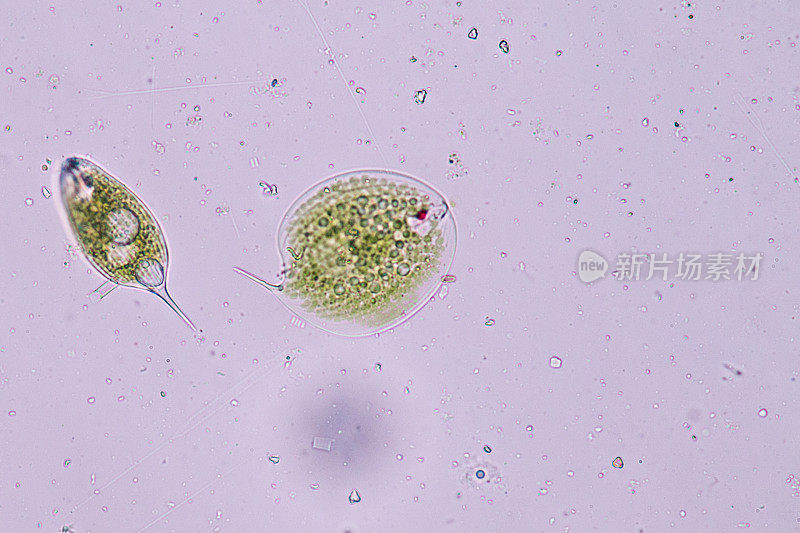 竹节虫是单细胞原生生物的一个属，属于真菌虫门。