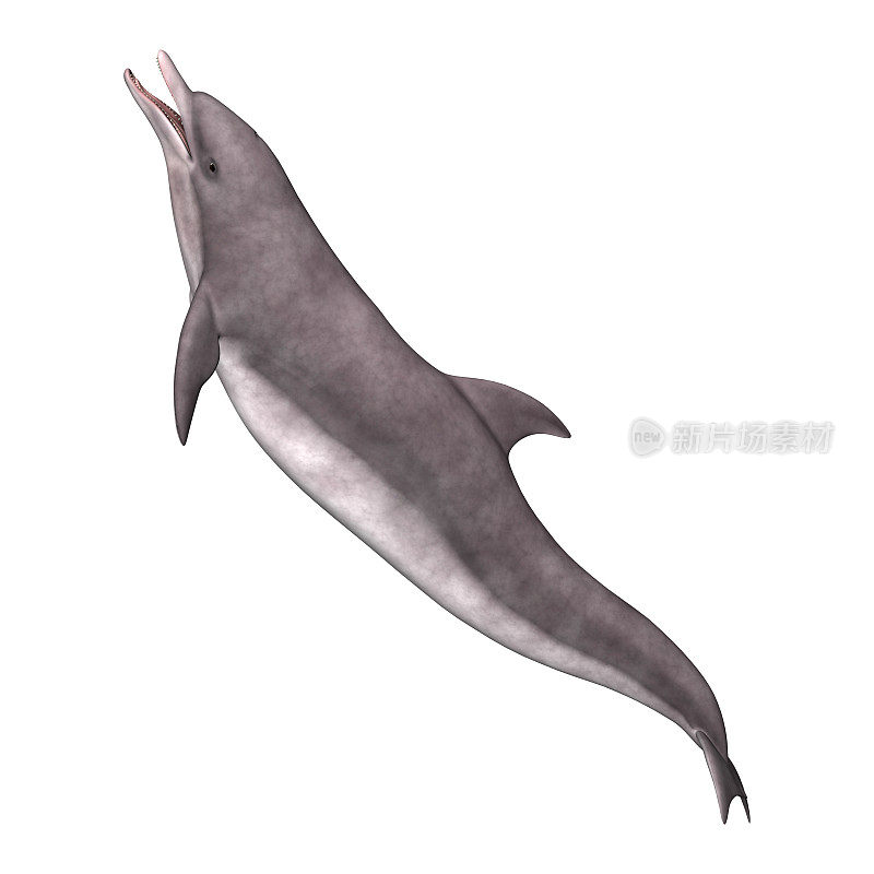 3D渲染海豚在白色