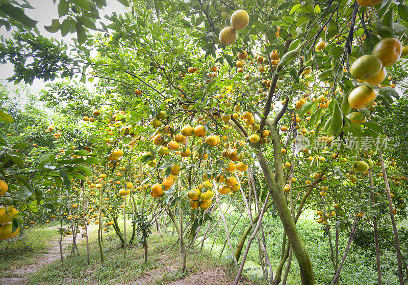 成熟的橘子挂在树枝上的特写