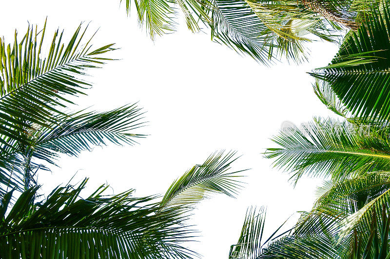 在白色上孤立的椰子棕榈叶