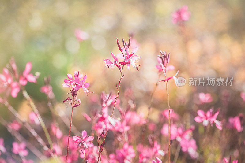 高拉林海美瑞多年生粉红色花在柔软和梦幻的散景背景。