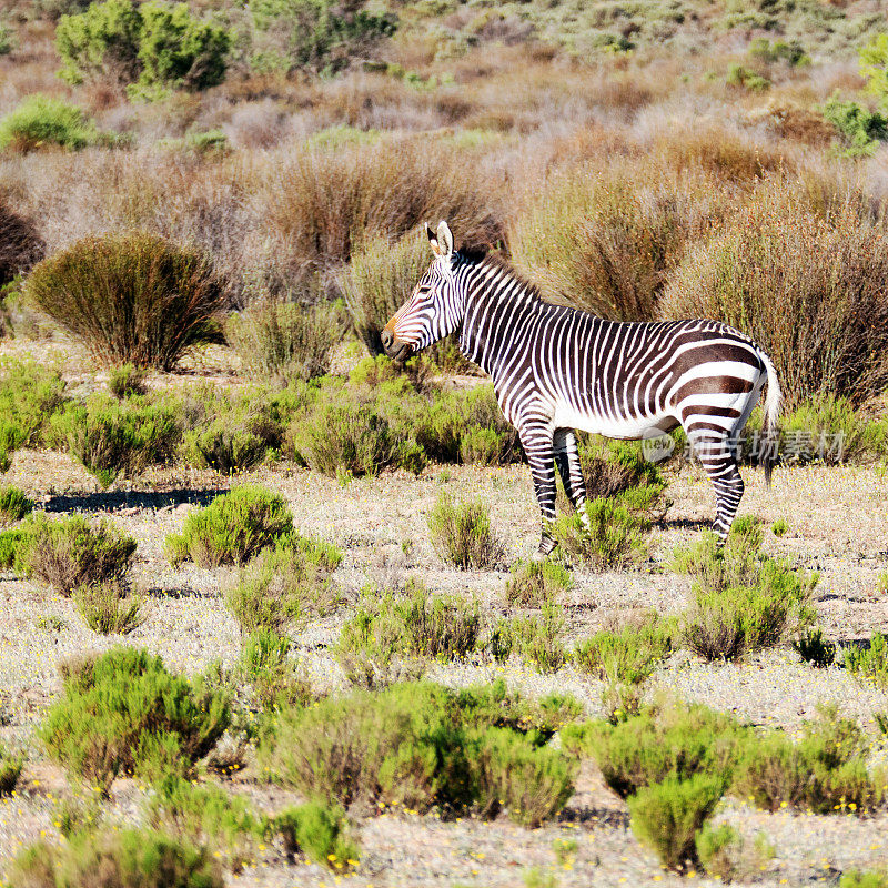 南非塞德堡山脉的海角山斑马
