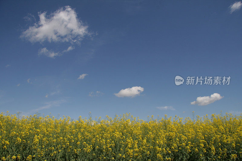 田野上空的云朵