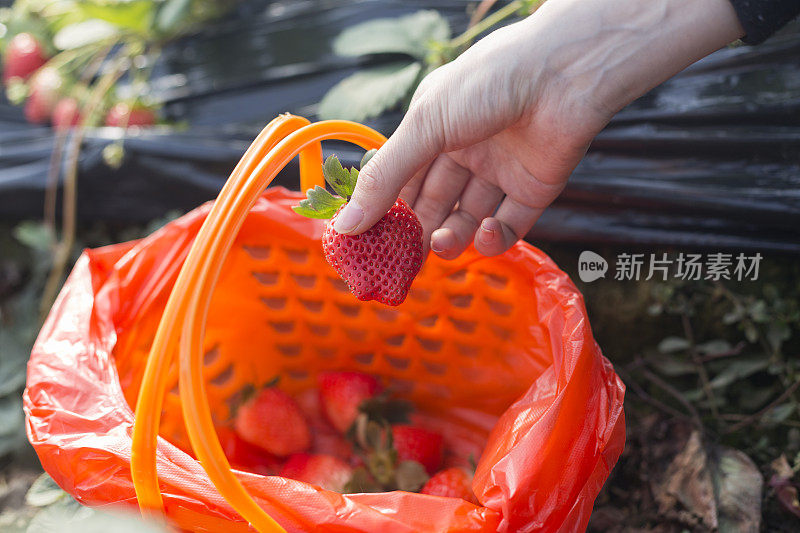 裁剪的形象，妇女的手把草莓放入篮子