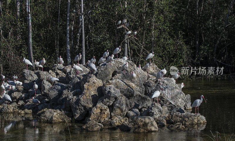 在佛罗里达州的大柏树国家保护区，一群白鹮在岩石堆上休息