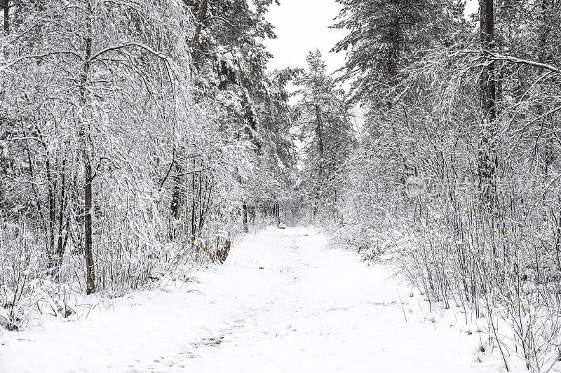 在威卢威自然保护区，在寒冷的冬日里的雪景。