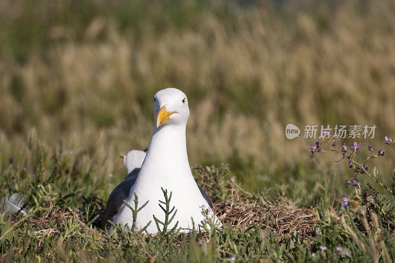 嵌套加利福尼亚海鸥