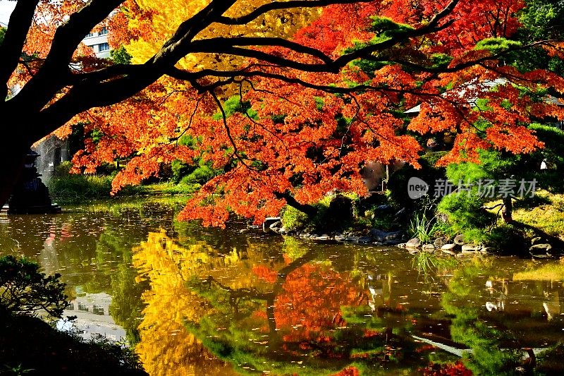 日本秋叶，日比谷公园，东京