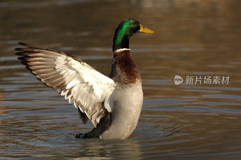 男性野鸭