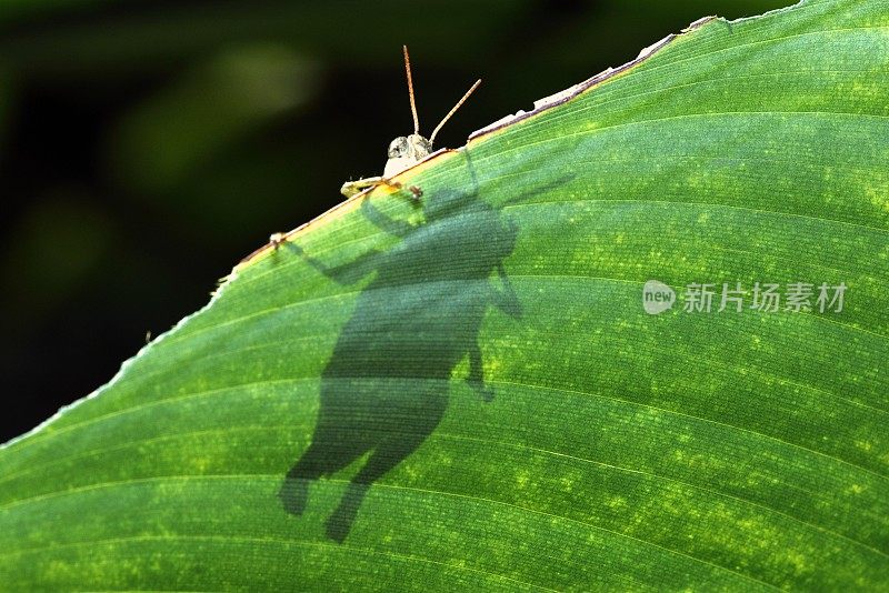 近距离的影子蚱蜢和它的脸在绿色的叶子。