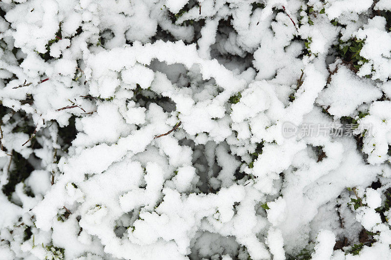 被雪覆盖的植物的特写。