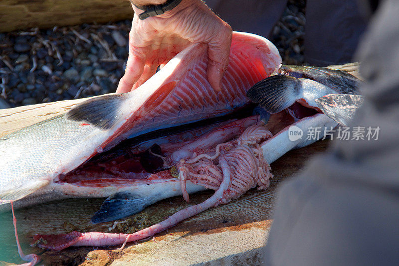 在不列颠哥伦比亚省温哥华岛的努查特利茨省公园的海滩上剖食一只大切努克鲑鱼。