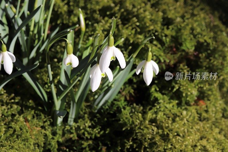 雪花莲在树林里