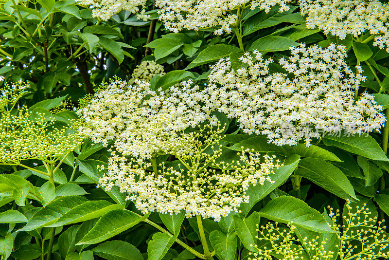 接骨木花在春天特写全画面形象生动的绿色白色