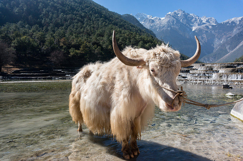 喜马拉雅山脉的白牦牛哺乳动物。