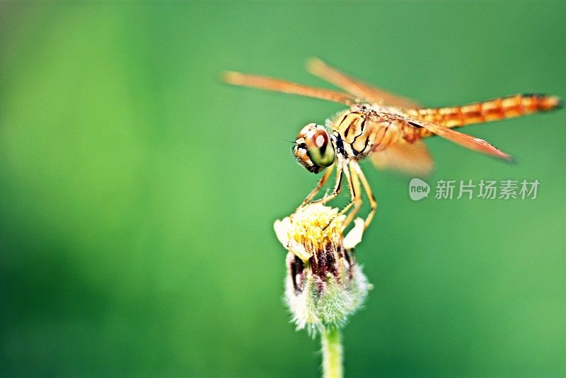 蜻蜓在野花。