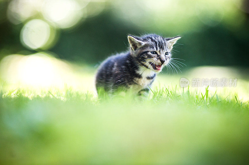 可爱的小猫在草坪上