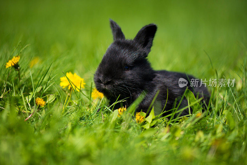 可爱的黑色兔子和蒲公英花坐在草地上。风景如画的栖息地，生活在草甸里