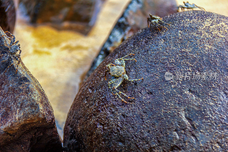 在费尔南多迪诺罗尼亚岛的石头上晒太阳的螃蟹。