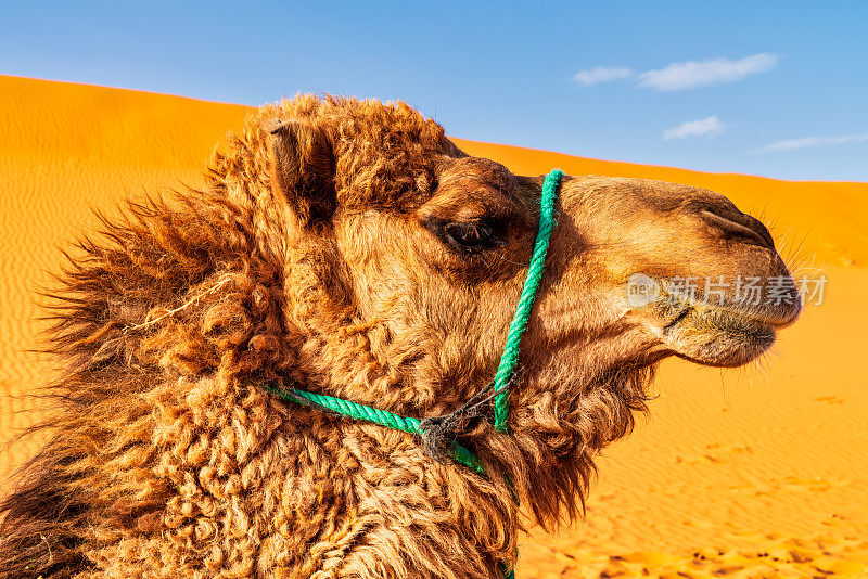 撒哈拉沙漠中的骆驼-摩洛哥