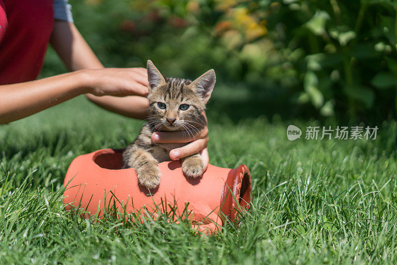 孟加拉猫在前面或后院