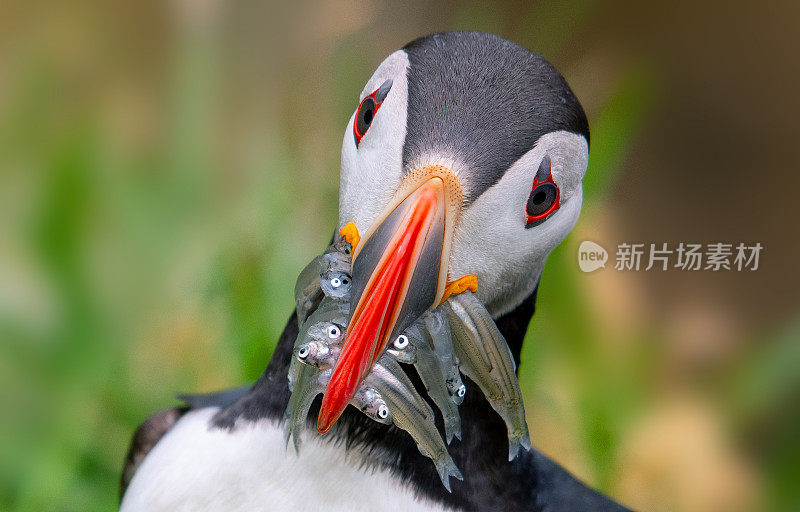 大西洋海雀