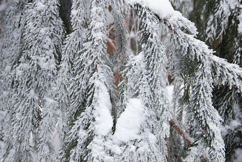 雪中的冷杉枝