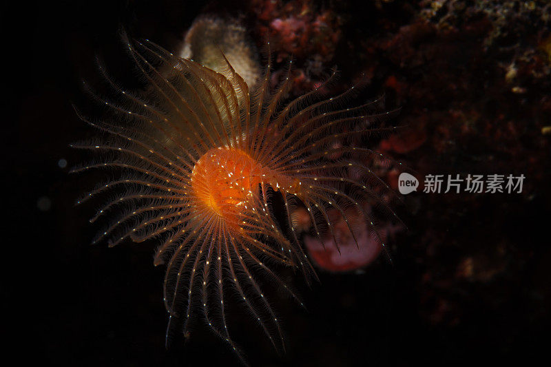 海洋生物螺旋管虫水下美