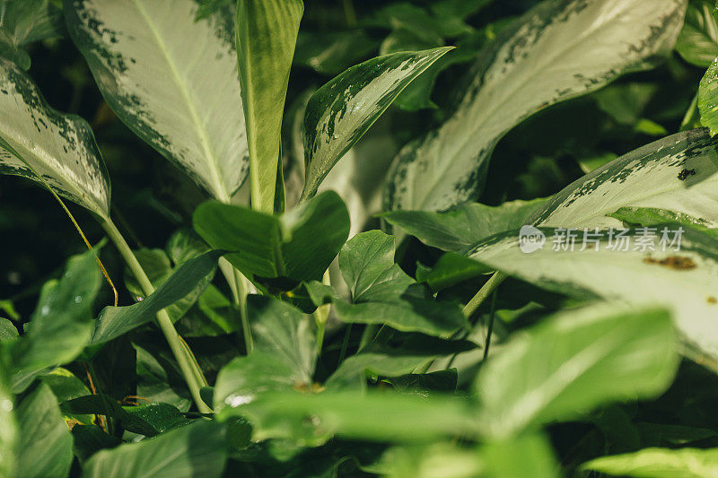 一种带有绿叶背景的植物的分支