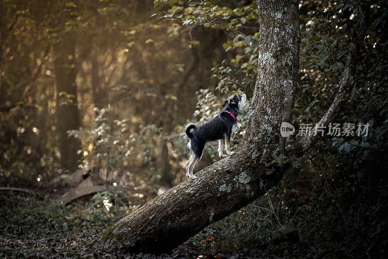 狗在森林里的树干上玩耍