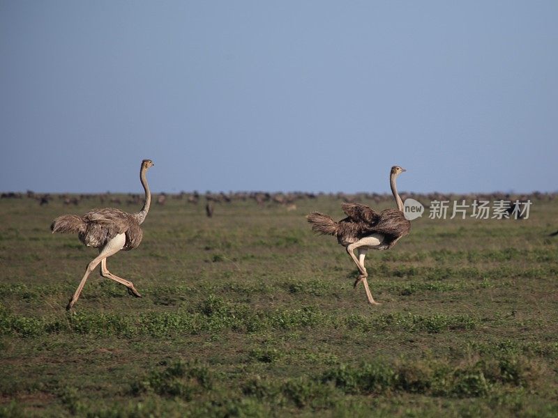 两个疯狂的鸵鸟