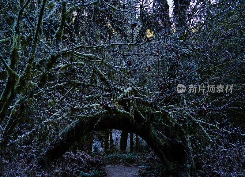 (Hoh雨林小道