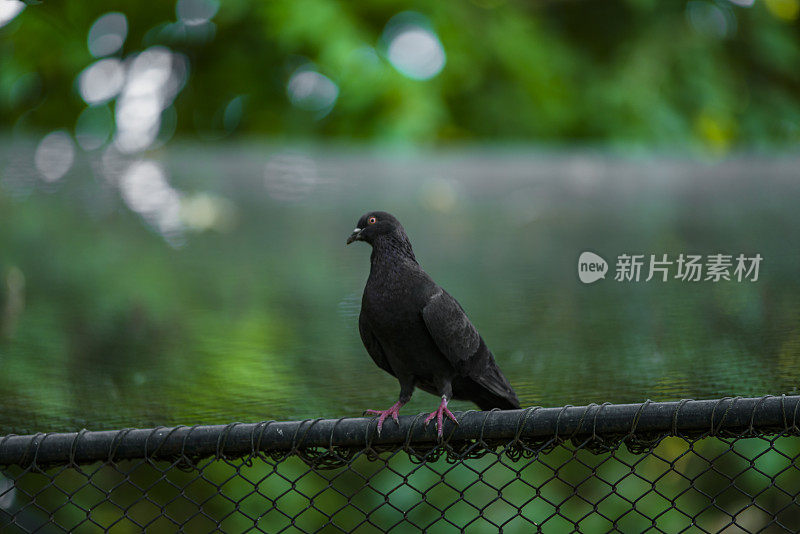 鸽子。公园里金属栅栏上的鸽子