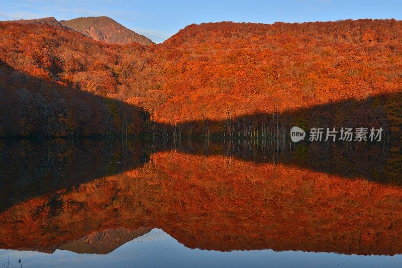 日本东北部和田市秋季沼泽的光影