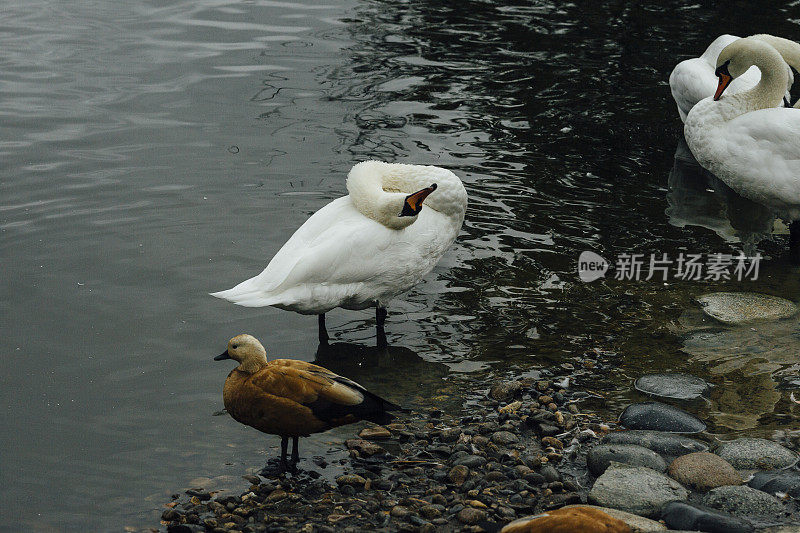 湖边聚集了一群鸭子和两只天鹅